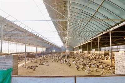 婺城打造国家级畜禽养殖标准化示范场